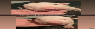English Bull Terrier 2