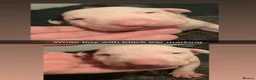 English Bull Terrier dogs for sale: KC REGISTERED ENGLISH BULL TERRIER PUPPIES  - Advert 4
