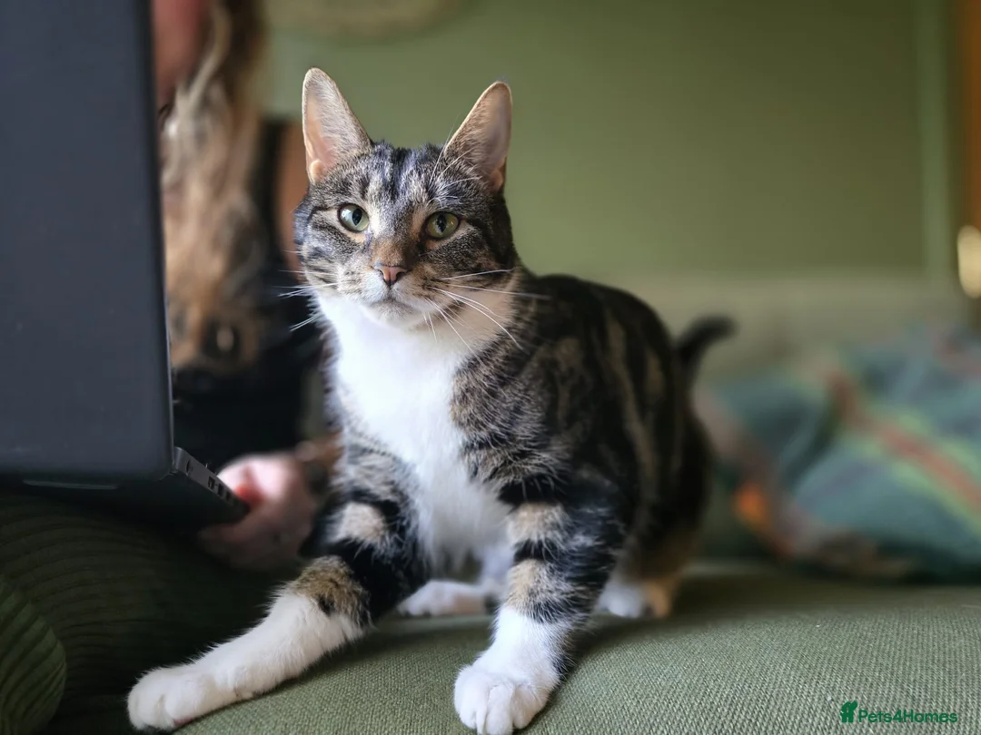 Domestic Shorthair cats for sale: 🌞Beautiful Maud looking for new home🌞 - Advert 4