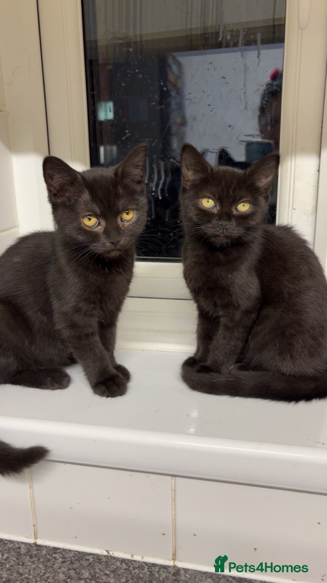 British Shorthair cats for sale: British shorthair cross - Advert 4