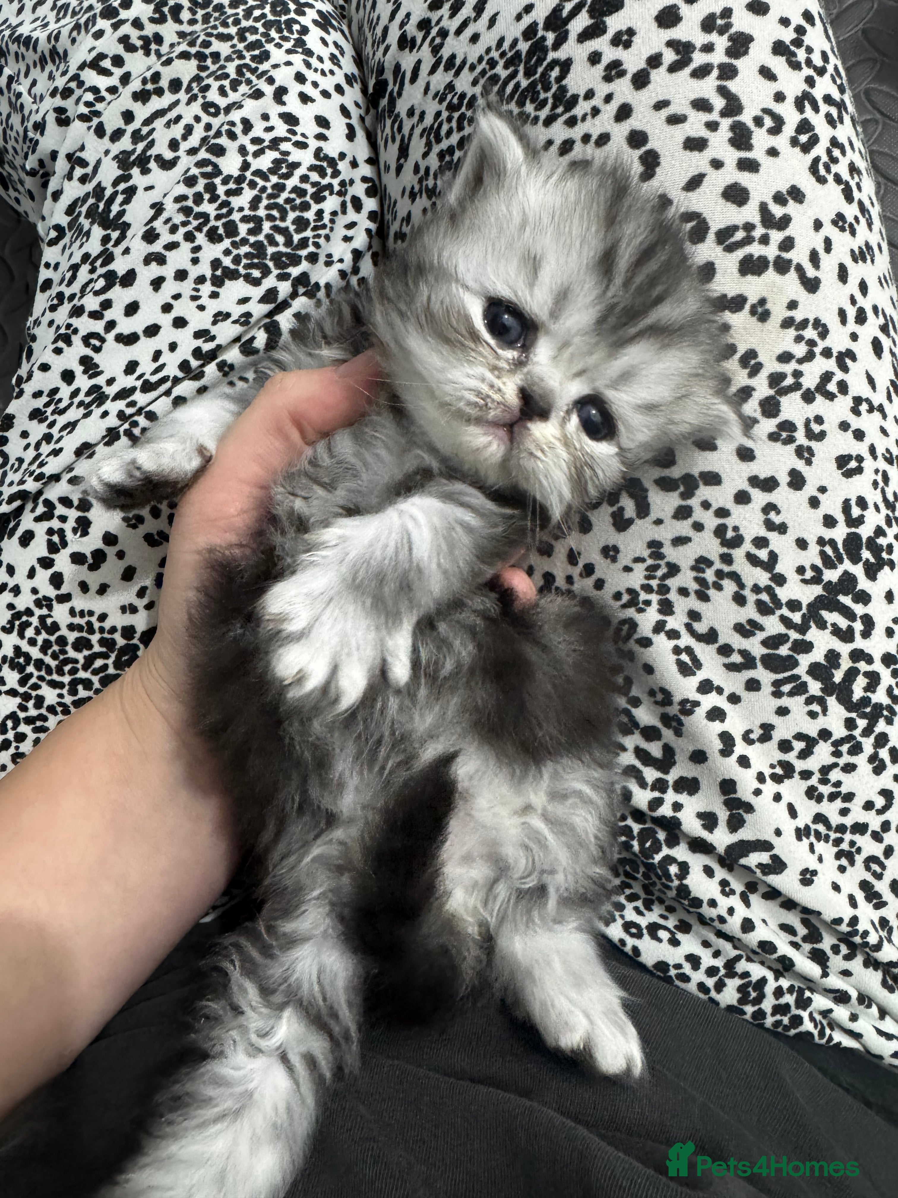 Persian cats 🐱🍓🩶persian kittens🩶🍓🐱 - Advert 5