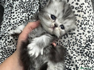 Persian cats 🐱🍓🩶persian kittens🩶🍓🐱 - Advert 10