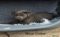 Labrador Retriever dogs for sale: Beautiful Silver & Charcoal KC Labs - Image 12