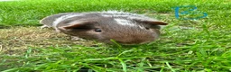 Guinea Pig rodents for sale: Guinea Pigs For Sale  - Advert 13
