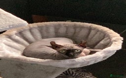Sphynx cats for sale: Gorgeous girl - Image 6