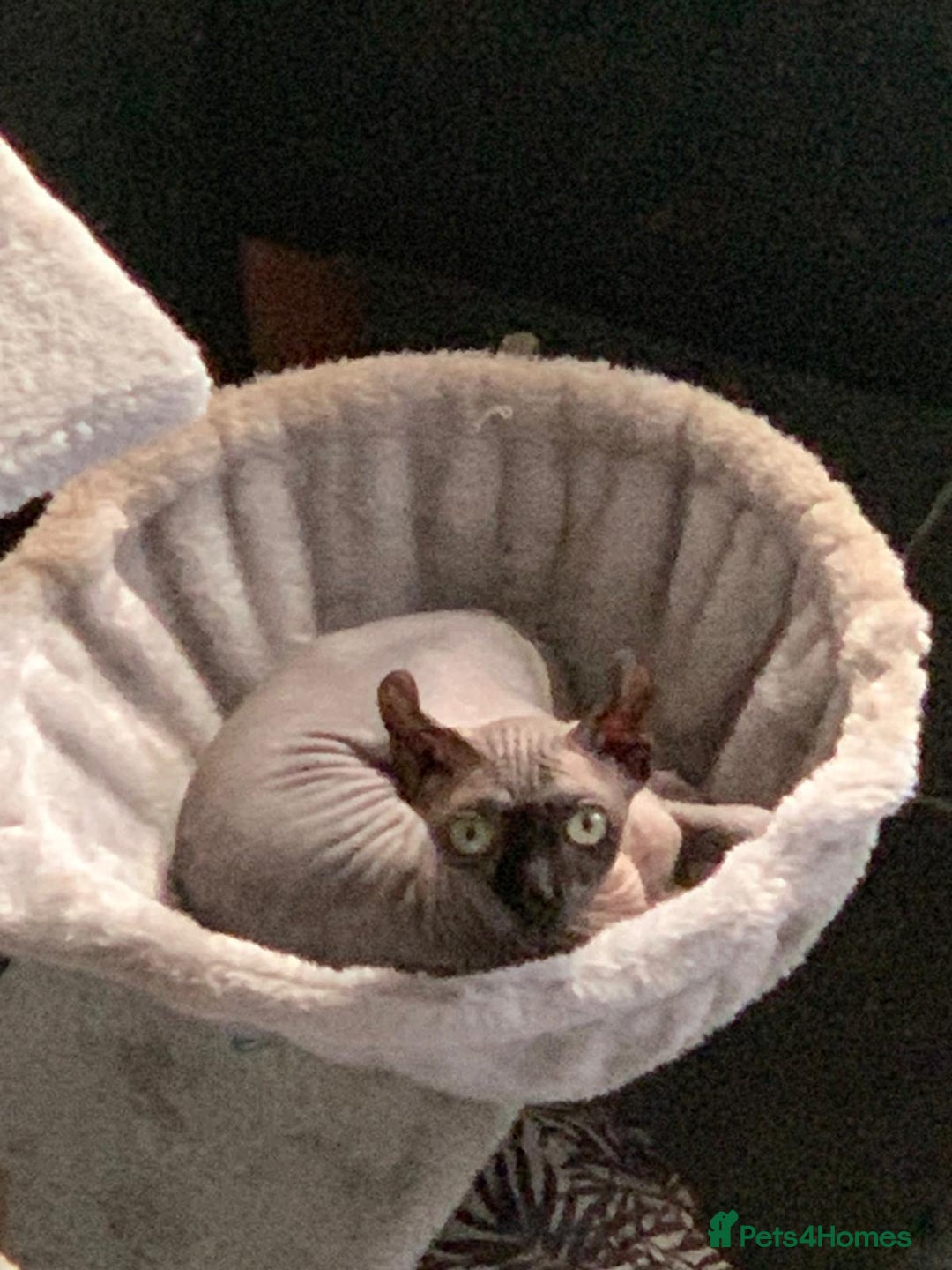 Sphynx cats for sale: Gorgeous girl - Image 6