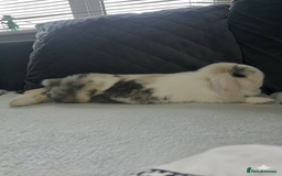 Mini Lop rabbits for sale: Wait list pure bred minilops - Image 3