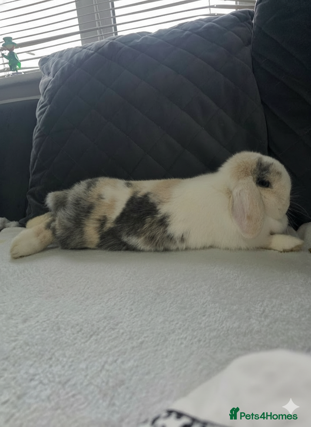 Mini Lop rabbits for sale: Wait list pure bred minilops - Image 3
