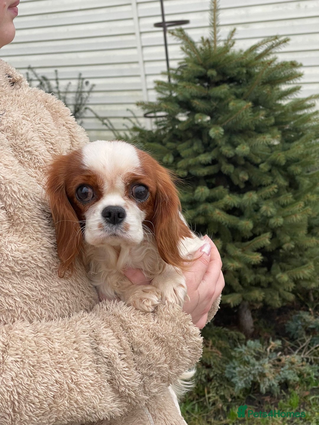 Cavalier King Charles Spaniel dogs for adoption: NOVA – Cavalier King Charles Spaniel (Female) - Advert 1