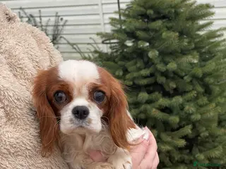 Cavalier King Charles Spaniel dogs NOVA – Cavalier King Charles Spaniel (Female) - Advert 6
