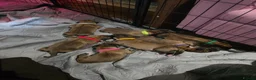 Dogue De Bordeaux dogs for sale: Beautiful puppies looking for forever homes  - Advert 3