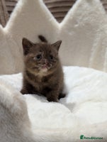 British Shorthair cats - Advert 1