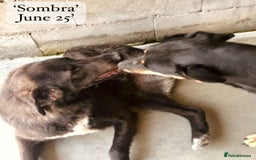 Mixed Breed dogs for adoption: Sombra, 1.5 yrs approx  Available for adoption  in Brixham - Image 9