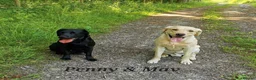 Labrador Retriever dogs for sale: 🐾 Labrador Puppies for Sale 🐾 in Folkestone - Advert 30