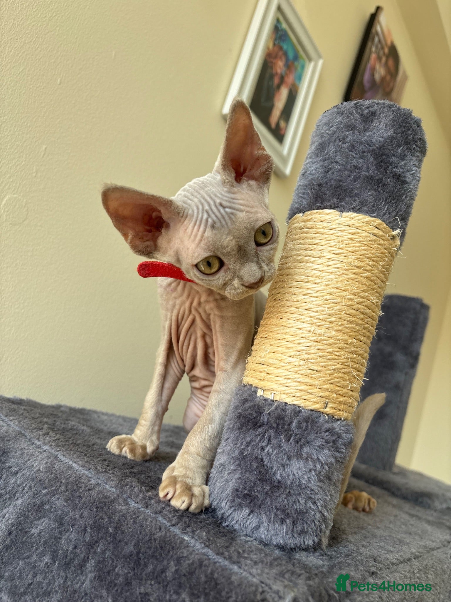 Devon Rex cats Price Reduced!TICARegisteredDevonRex lilac kittens - Advert 5