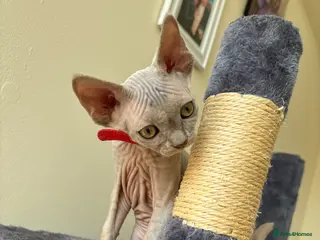 Devon Rex cats Price Reduced!TICARegisteredDevonRex lilac kittens - Advert 5