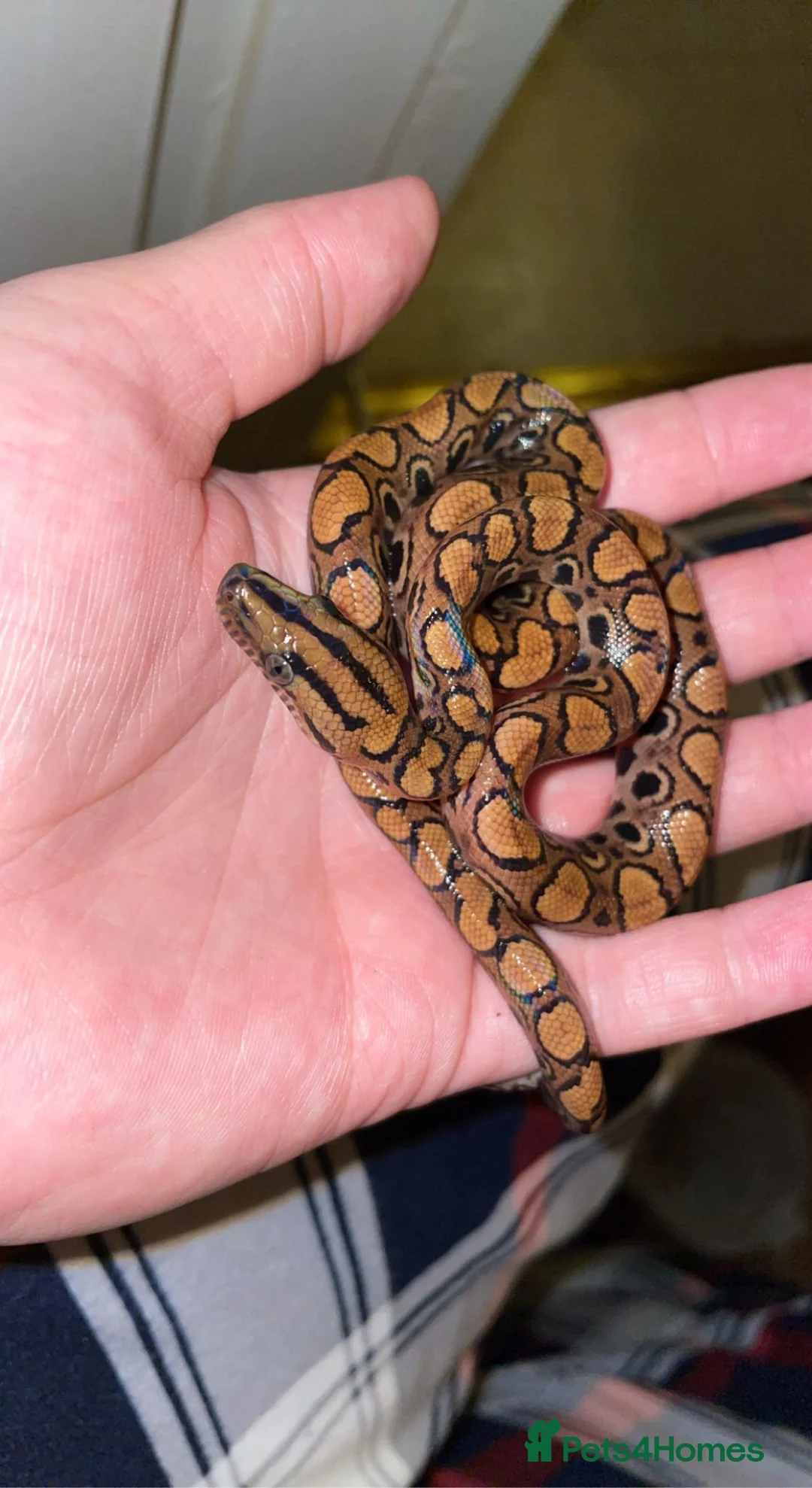 Snake reptiles for sale: Brazilian rainbow boa snake - Advert 2