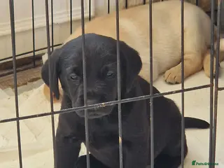 Labrador Retriever dogs Beautifully bred black girl pups - Advert 6