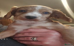 Cocker Spaniel dogs for sale: KC REGISTERED COCKER SPANIEL WORKING LINE PUPS  - Image 17
