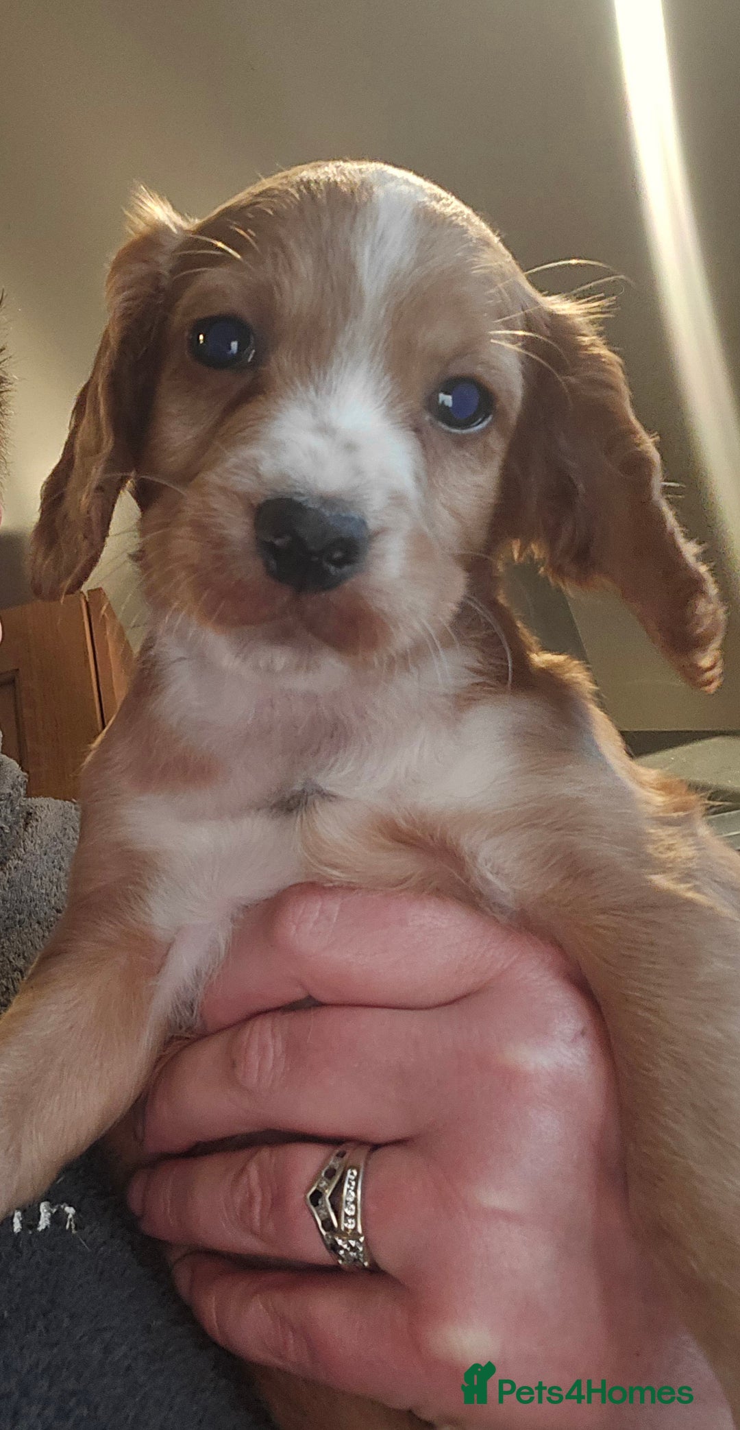 Cocker Spaniel dogs for sale: KC REGISTERED COCKER SPANIEL WORKING LINE PUPS  - Image 17