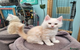 Maine Coon cats for sale: Maine Coon kittens ready soon CF81  - Image 5