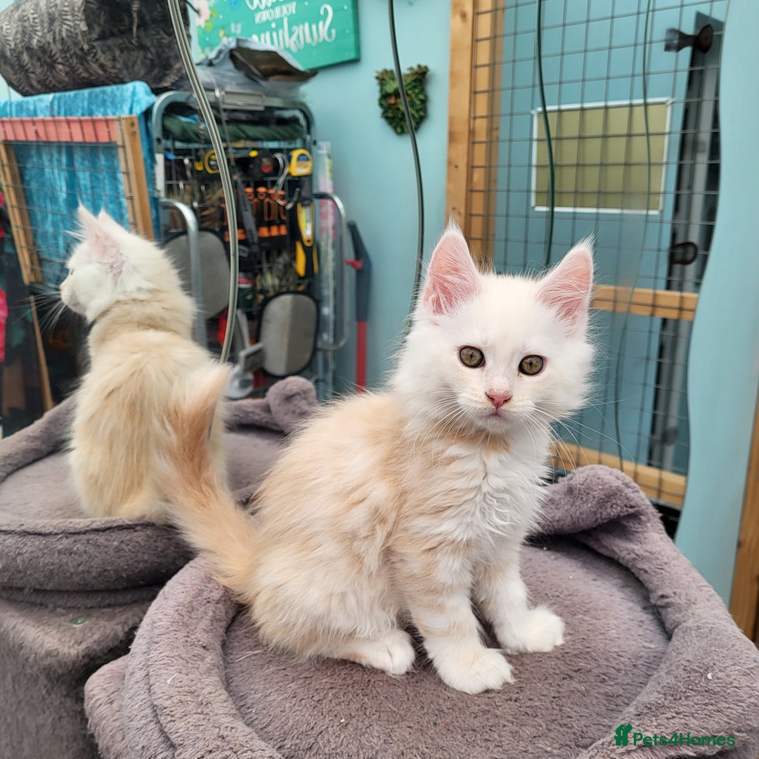 Maine Coon cats for sale: Maine Coon kittens ready soon CF81  - Image 5