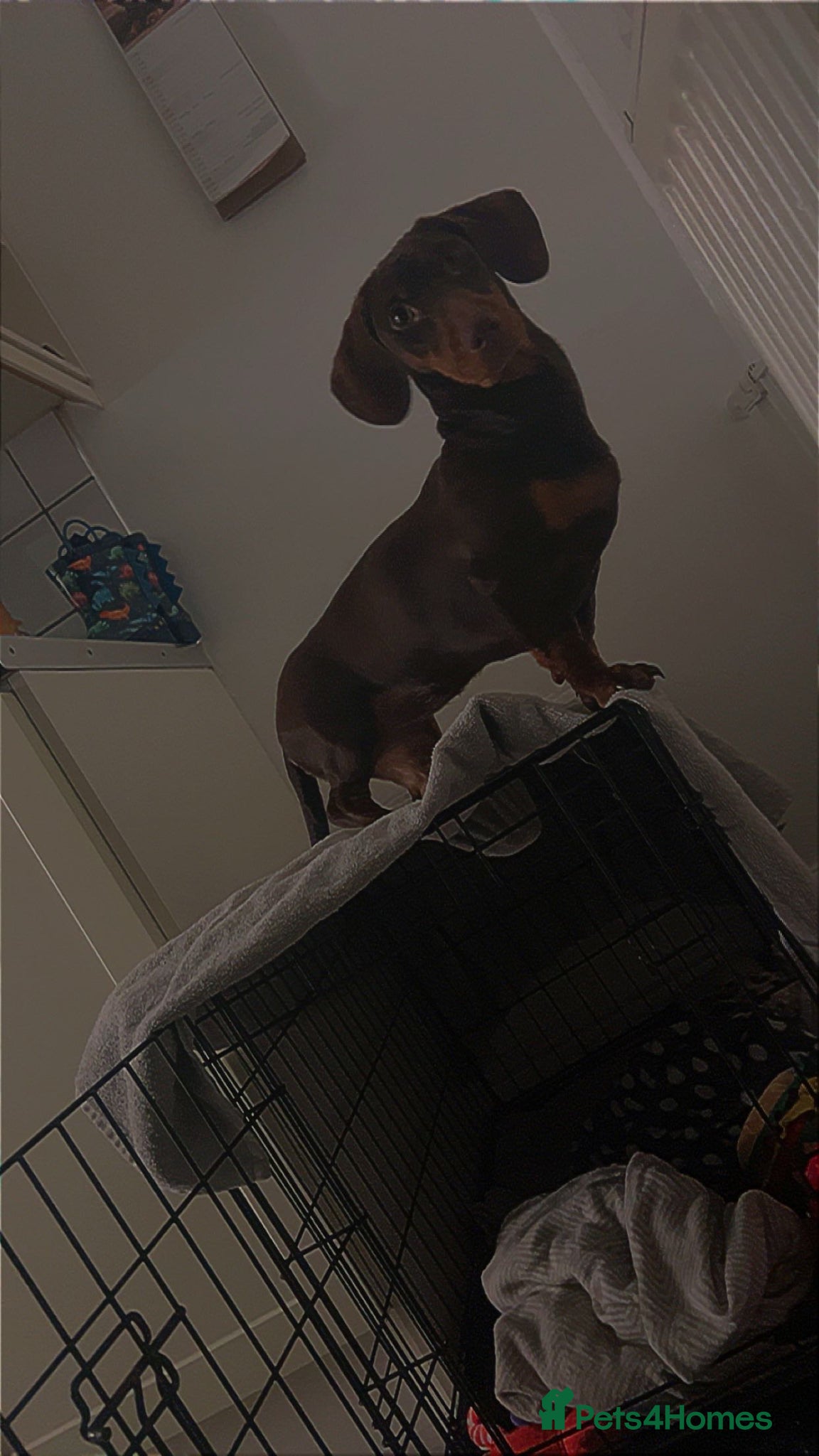 Miniature Dachshund dogs Miniature dachshund  - Advert 1