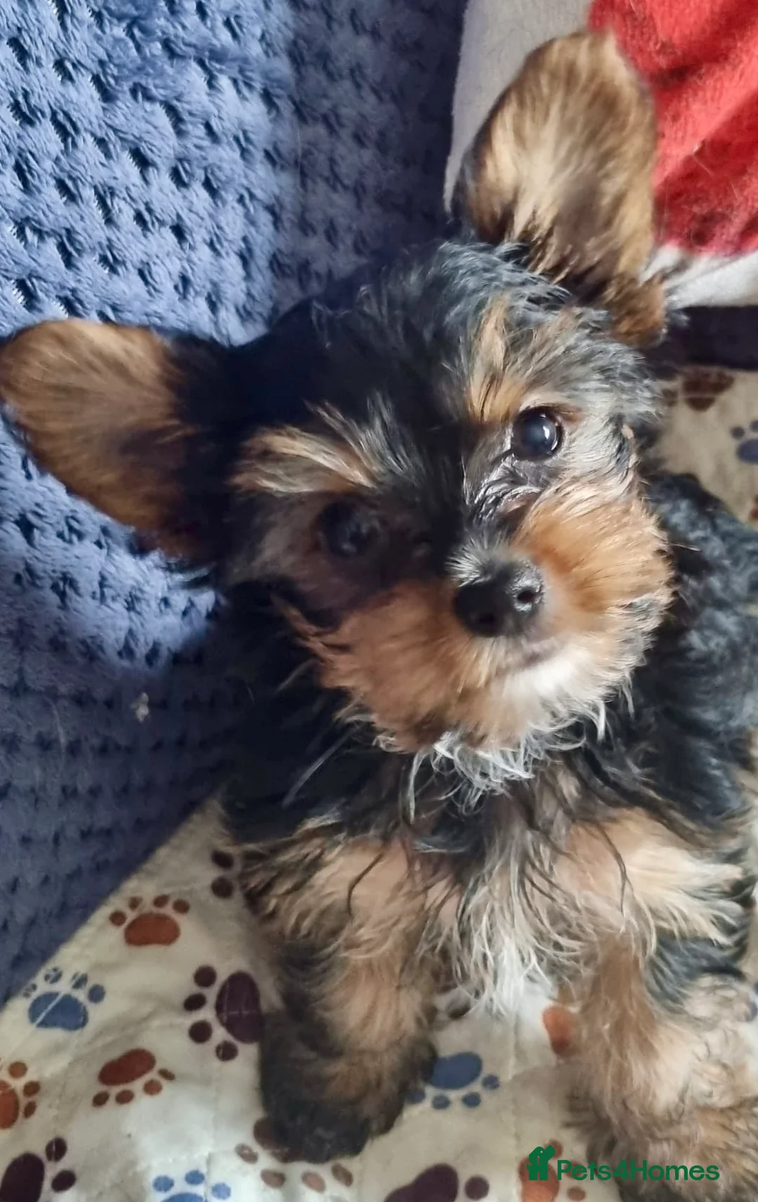 Yorkshire Terrier dogs for sale: Beautiful Small Yorkshire terrier puppies.  - Advert 1