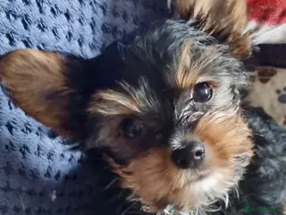 Yorkshire Terrier dogs Beautiful Small Yorkshire terrier puppies. - Advert 1