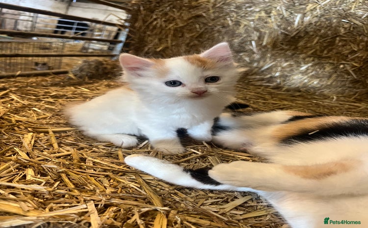 Mixed Breed cats for sale - Advert 1