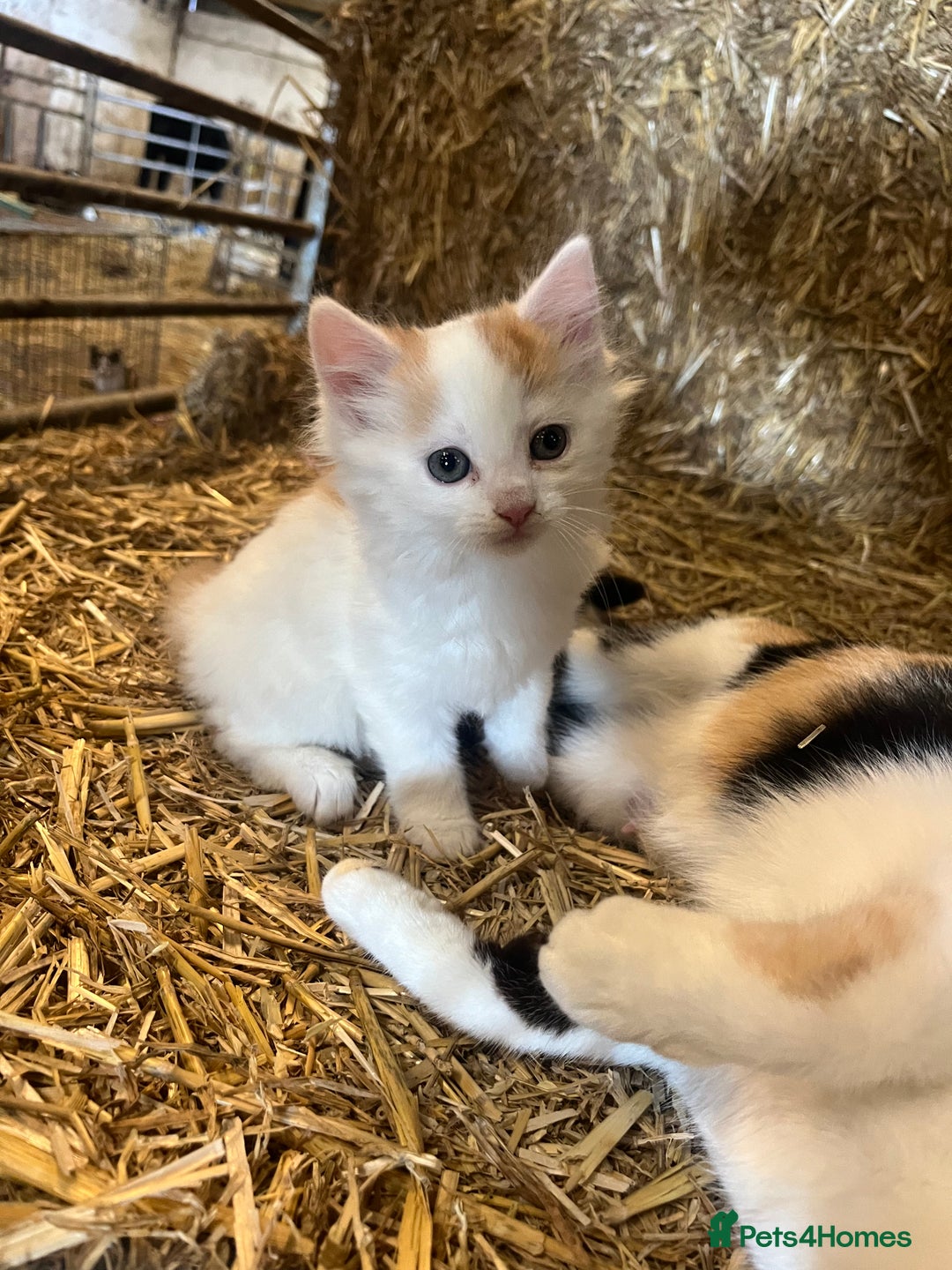 Mixed Breed cats for sale: Beautiful Farm kittens  - Image 1