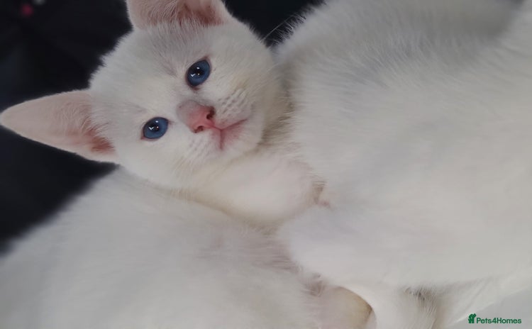 Mixed Breed cats - Advert 14