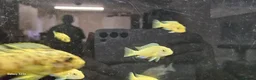 Other/Mixed Breed fish for sale: Assortment of fish  - Advert 6