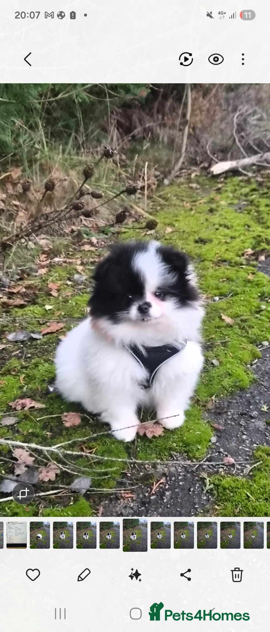 Pomeranian dogs Stunning pomeranian puppy  - Advert 18