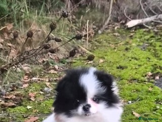 Pomeranian dogs Stunning pomeranian puppy - Advert 12