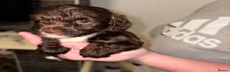 Shihpoo dogs for sale: Toy shipoo pups  - Advert 9