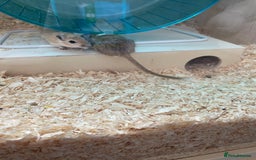 Gerbil rodents for sale: 3 female gerbils and cage etc for sale - Image 6