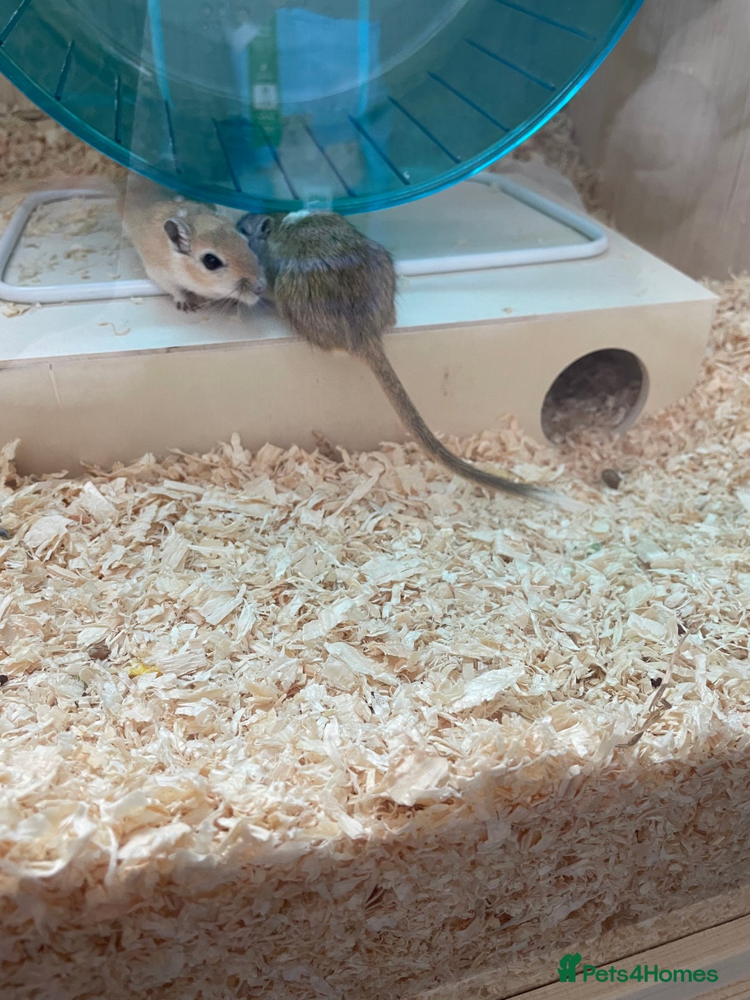 Gerbil rodents for sale: 3 female gerbils and cage etc for sale - Image 6