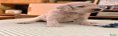 Pink Collar Goldendoodle