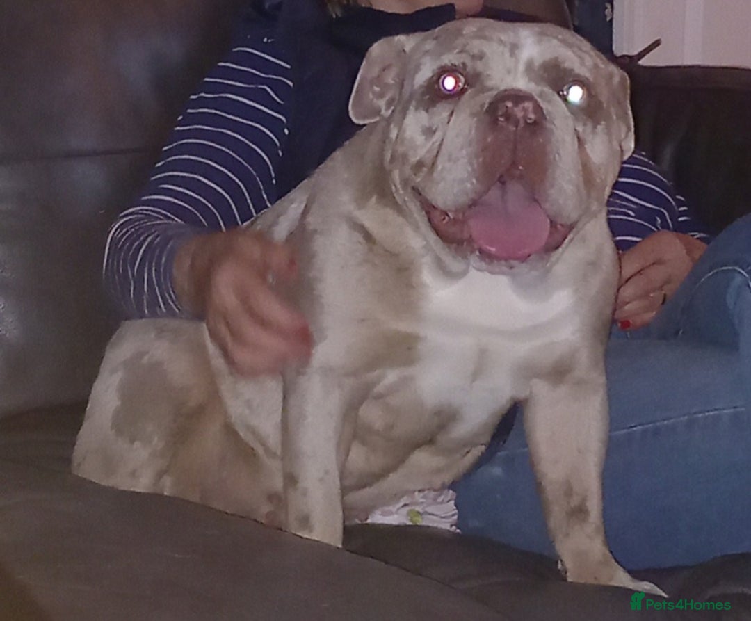 English Bulldog dogs for sale: QUEENIE NOT AVAILABLE  - Image 2