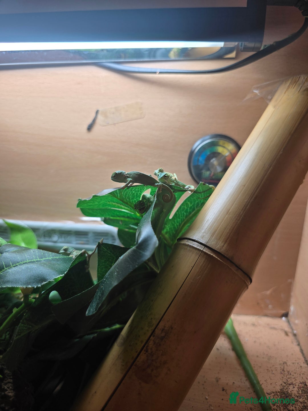 Chameleon reptiles for sale: veiled chameleon - Advert 15
