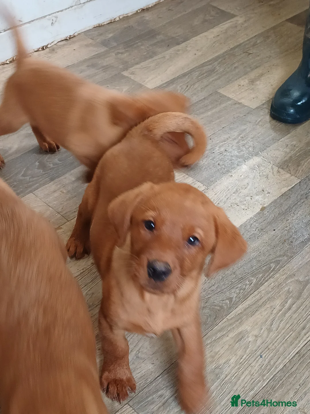 Labrador Retriever dogs for sale: LABRADOR PUPPIES - FOX RED - Advert 2