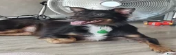 Border Collie dogs for sale: Border Collie - Advert 1