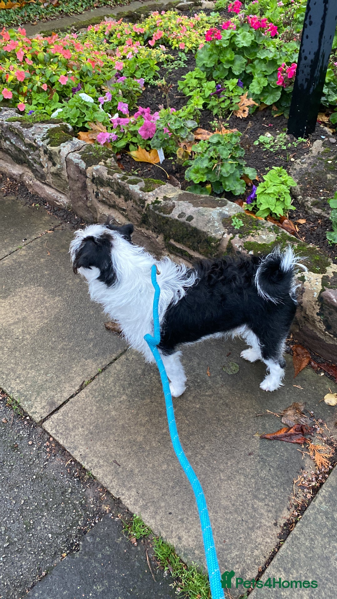 Pugapoo dogs for stud: Pugapoo, gorgeous panda pug boy for stud  - Advert 2