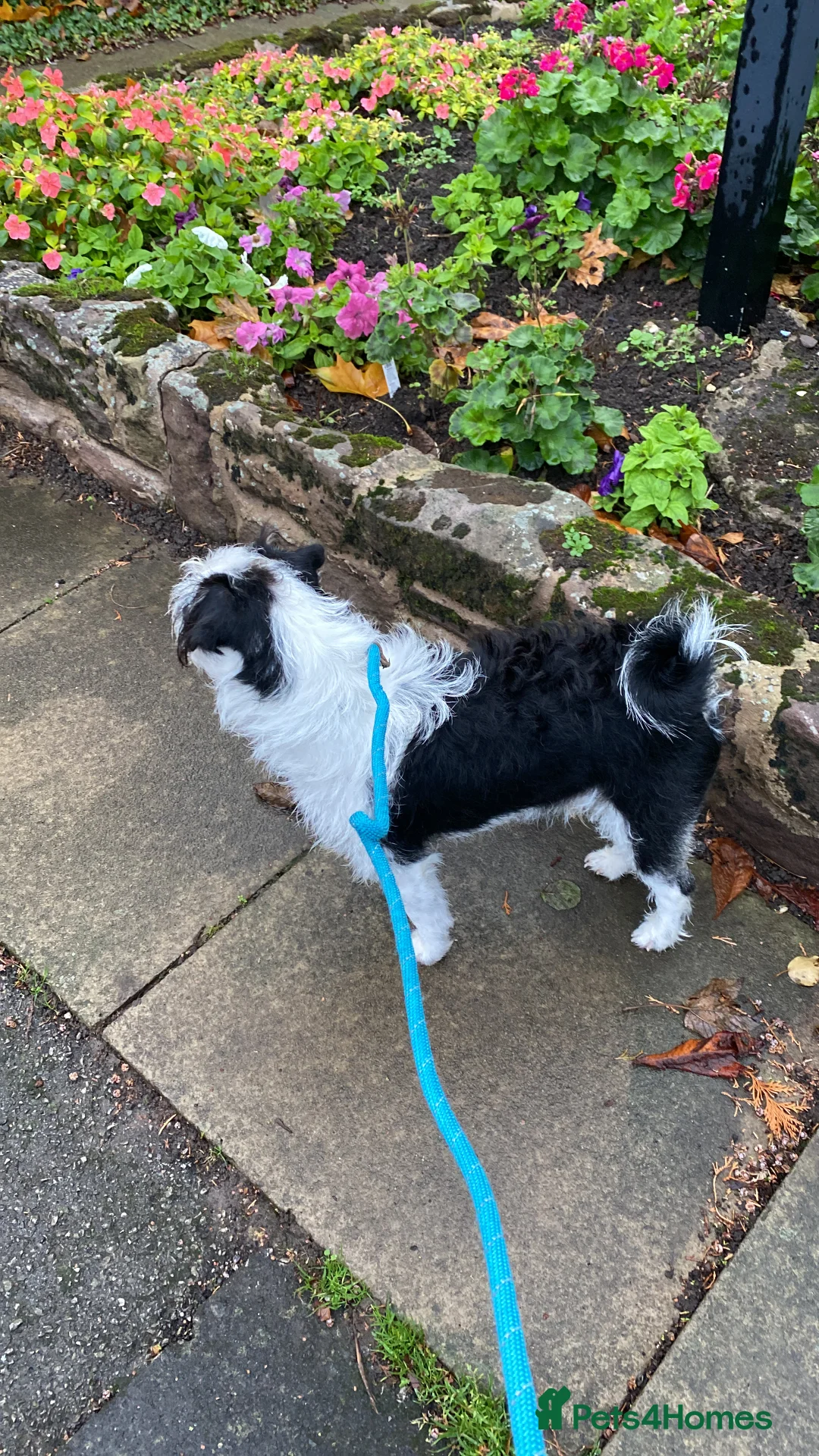 Pugapoo dogs for stud: Pugapoo, gorgeous panda pug boy for stud  - Advert 8