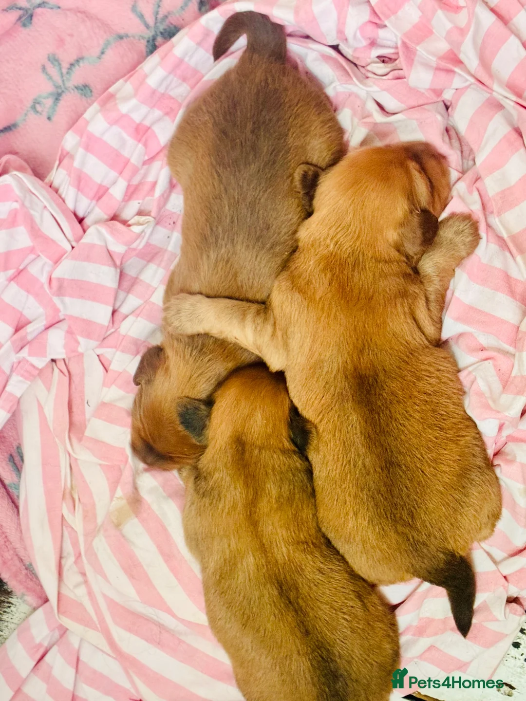 Mixed Breed dogs for sale: Crossbreed Pomeranian and cocker spaniel  - Advert 2