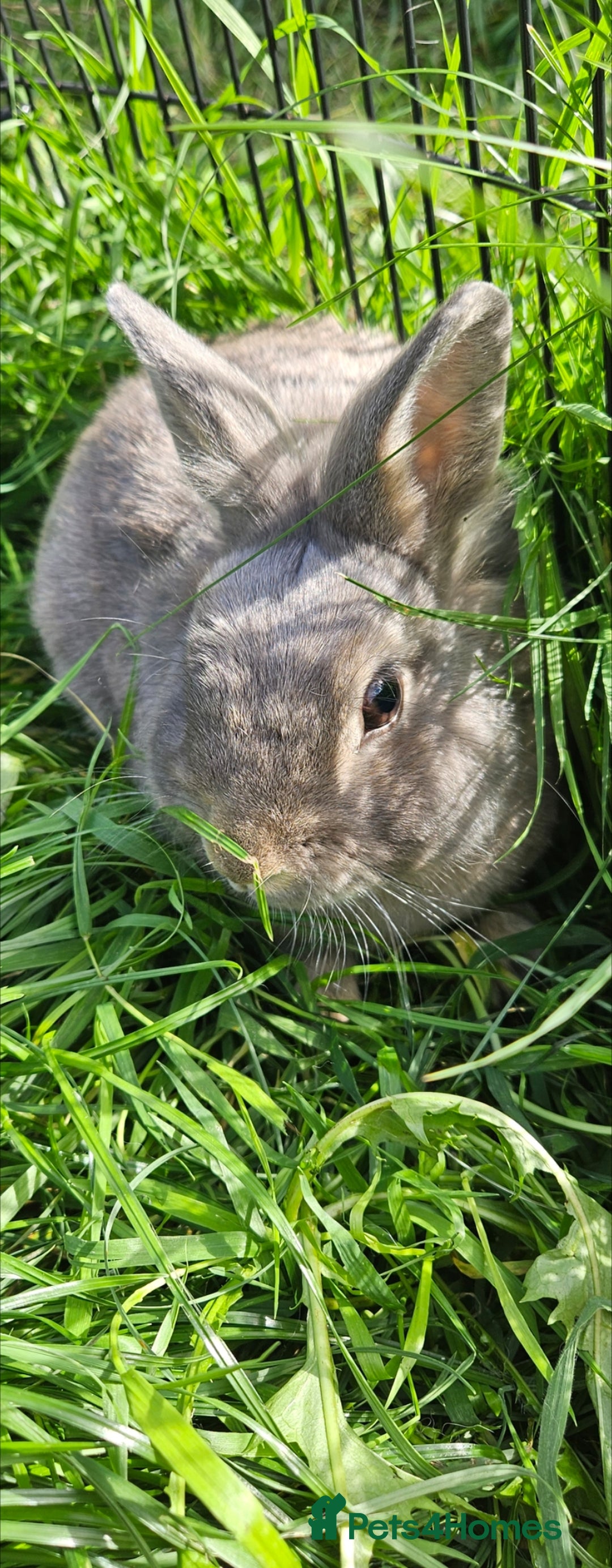 Netherland Dwarf rabbits for sale: 💫💫💫 Netherland dwarfs 💫💫💫 - Image 5