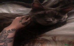 Maine Coon cats for sale: Black/Blue Smoke Maine Coon - Image 4