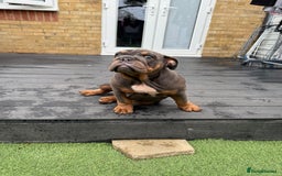 English Bulldog dogs for sale: £1500 REDUCED 2 boys & 1 girl available  in Dagenham - Image 33