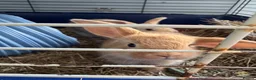 Mini Lop rabbits for sale: 13 baby bunnies -two litters ready mid-end of July - Advert 23